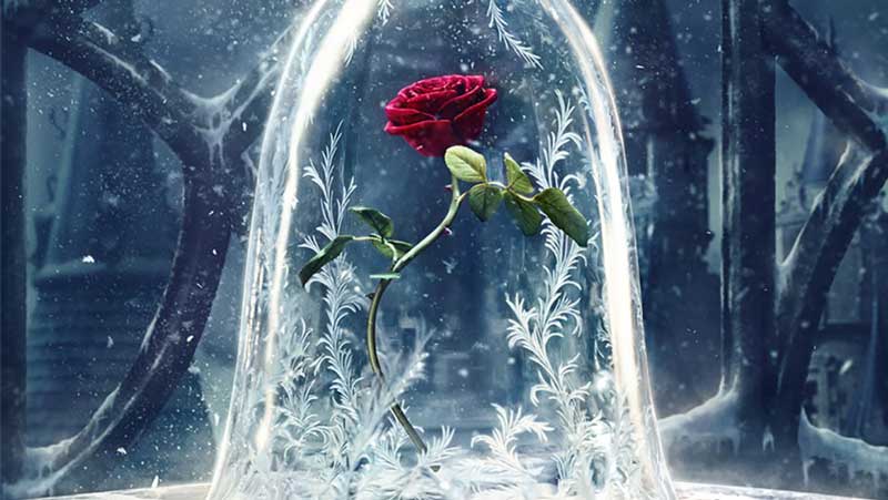 what is eternal rose & how to make preserved rose at home ?