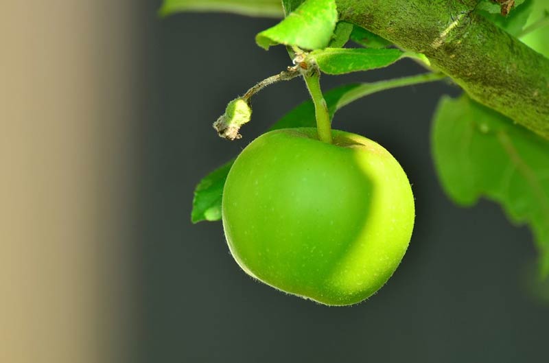 healthy green apple