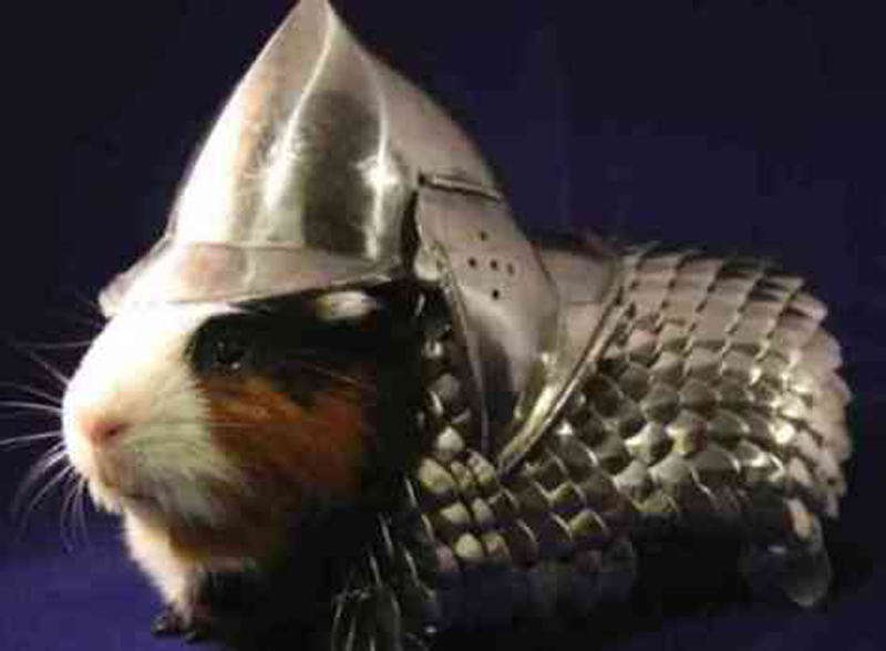 A complete set of armor for a guinea pig